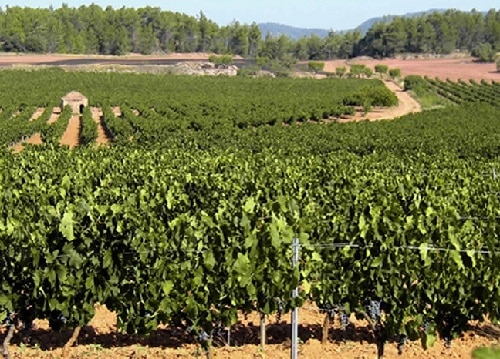 wine-yards-tapas-sant-iscle